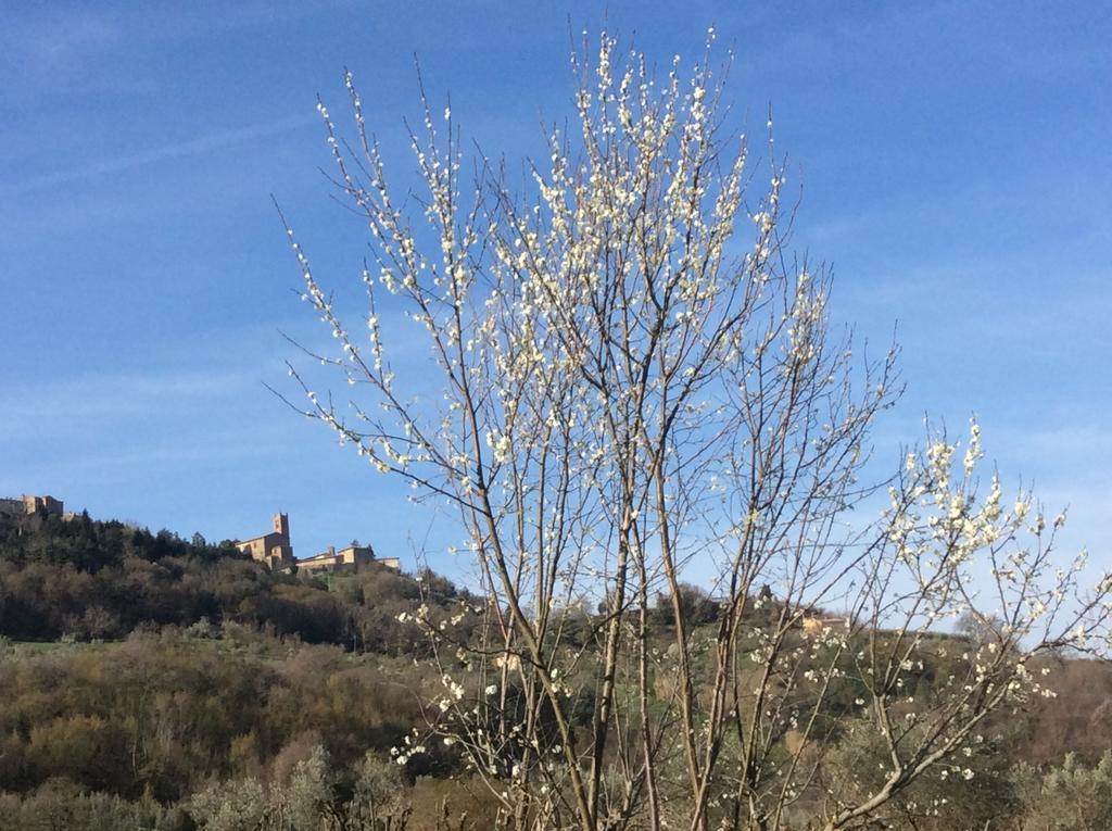 Agriturismo Le Canterie Radicondoli Exteriör bild
